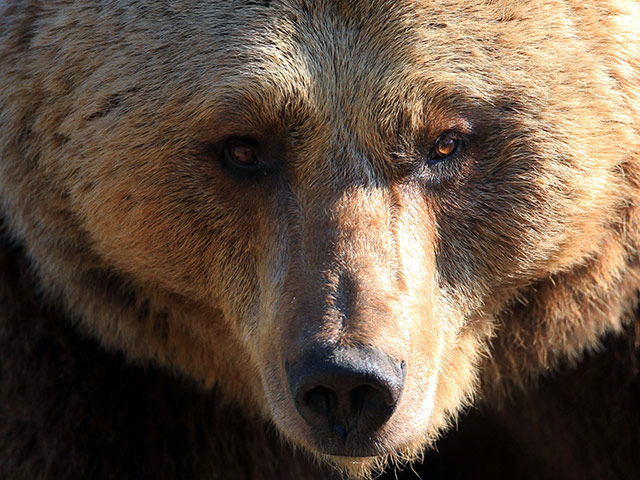 В Карачаево-Черкесии в Тебердинском государственном биосферном заповеднике медведь напал на людей, один человек погиб, еще один травмирован