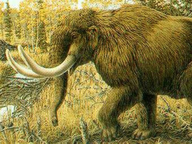 На американской земле люди охотились на мамонтов еще 13,8 тысячи лет назад: примерно на 800 лет раньше, чем предполагали ранее ученые