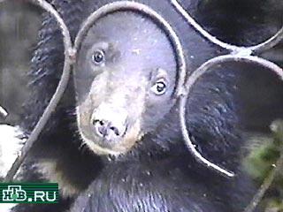 Оперативники Владивостока спасли от голодной смерти двух медвежат