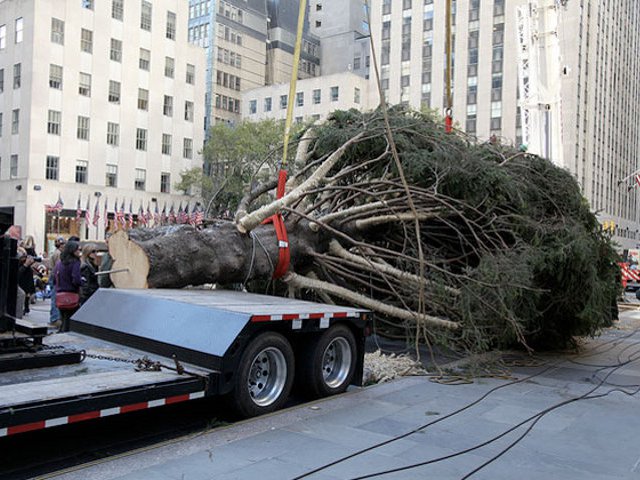 Главным рождественским деревом Нью-Йорка выбрана норвежская ель из местечка Миффлинвиль в штате Пенсильвания