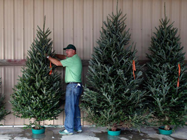 В ряде штатов на юге США небывалая засуха привела в этом году к острой нехватке рождественских елок