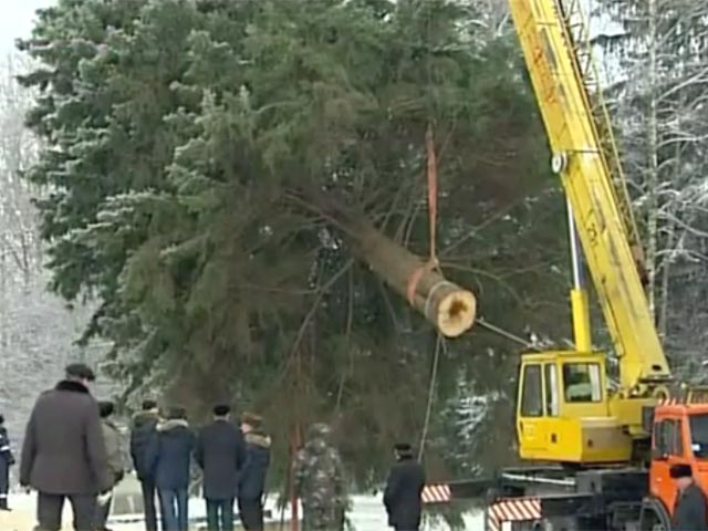 Новогоднюю елку для Соборной площади Кремля спилили в подмосковном лесу в Волоколамском лесничестве. Главная елка страны - вековое дерево высотой 34,5 м с размахом нижних лап 14 м. Ее выбрали из пяти "кандидатур"