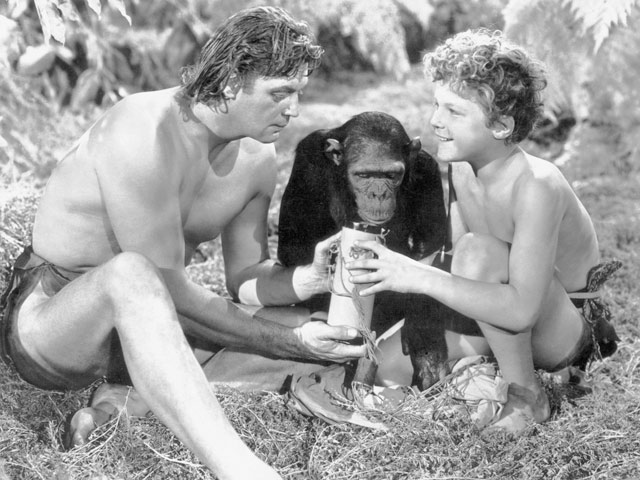 Во Флориде умер 80-летний шимпанзе Чита, сыгравший в фильмах о Тарзане