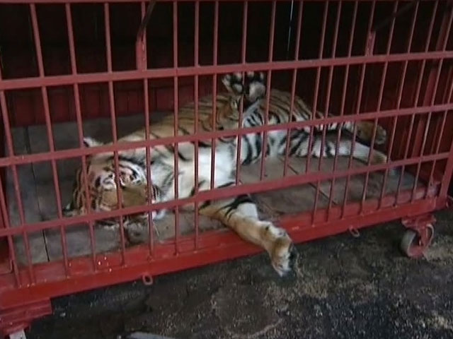 Тигр из гастролирующего зоопарка "Лигер" в среду напал на трехлетнего мальчика в Амурской области, который в тяжелом состоянии доставлен в больницу