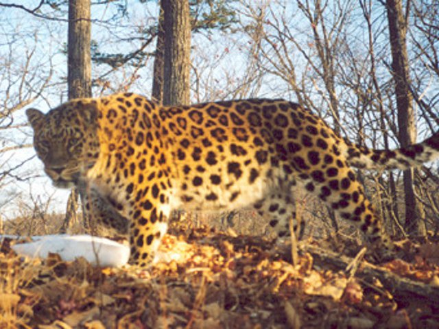 Останки взрослого самца дальневосточного леопарда, помеченного спутниковым ошейником, обнаружили инспекторы и ученые, работающие не территории заказника "Леопардовый" в Приморье