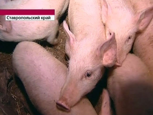 По данным МЧС, на агроплемзаводе пали около 100 свиней