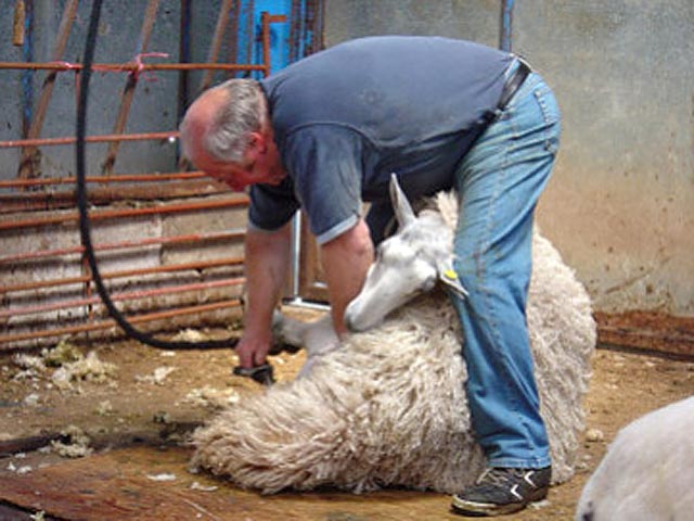 Новозеландцы хотят сделать олимпийским видом спорта стрижку овец 