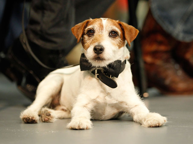 84-ю церемонию вручения премий "Оскар" доверили вести собаке