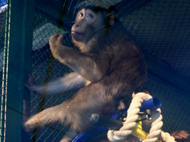 В зоопарке казахстанского города Караганда из-за сильных холодов обезьян согревают глинтвейном. Как сообщает ВВС, всем обитателям зоопарка еще неделю назад увеличили рацион питания, чтобы не замерзали