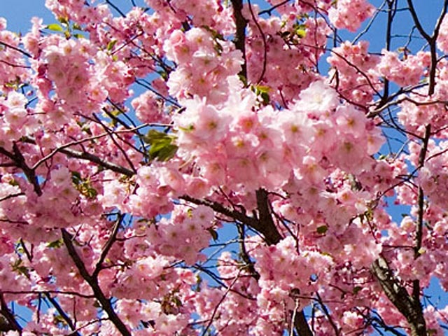 "Цветение сакуры в такое время года - полное исключение из правил, - заявил журналистам представитель Ботанического сада города Нагоя. - Мы не знаем, чем это можно объяснить"