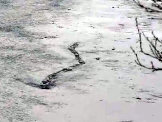 Исландский оператор-любитель Хьёртур Кьерульф заснял на местной речке Йокульса-и-Фьётсдал видео, на котором, как он утверждает, зафиксировано местное "лохнесское чудовище"
