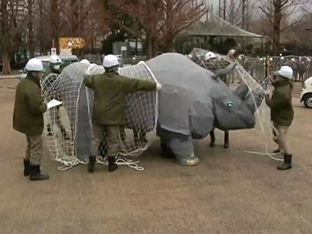 В японском зоопарке одолели "сбежавшего носорога"
