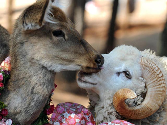 В китайском зоопарке баран и олениха крепко любят друг друга. В День святого Валентина их решили поженить