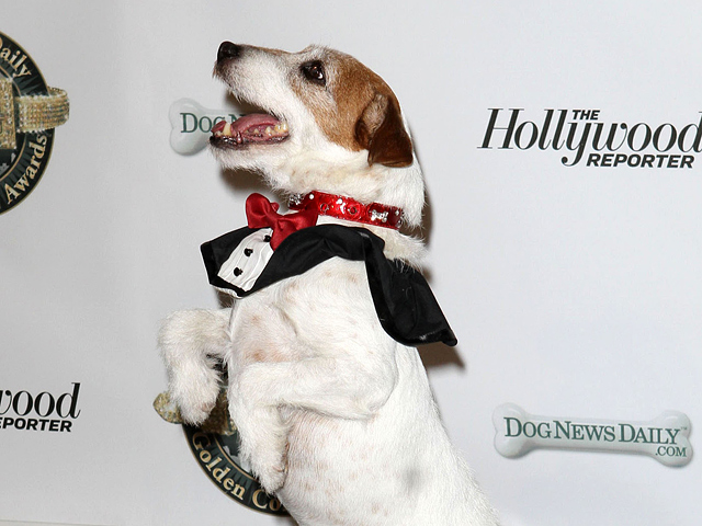 Главный собачий "Оскар", вручающийся впервые, получил терьер Угги из картины Мишеля Хазанавичуса "Артист"