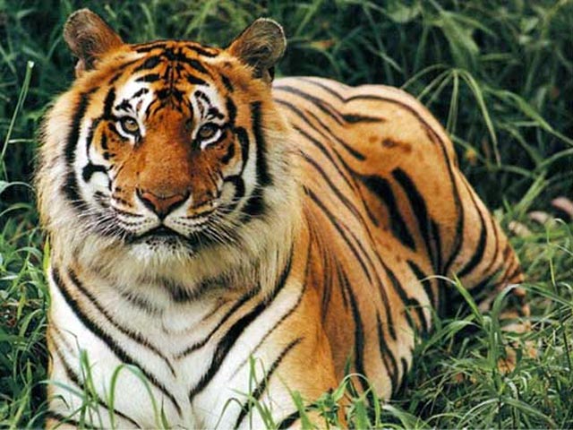 Власти индийского штата Раджастхан на севере страны переселили целую деревню, чтобы спасти бенгальских тигров из заповедника Сариска