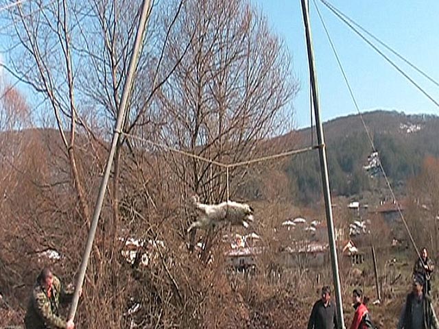 Болгарским зоозащитникам удалось сорвать в этом году исполнение странной сельской традиции, которая включает раскручивание собак на веревках над рекой, чтобы предотвратить бешенство