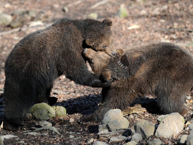 Медведи проснулись в зоопарке Южно-Сахалинска