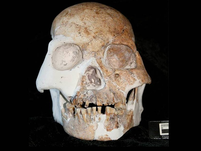 В окаменелых останках родственников homo sapiens, обнаруженных на юго-востоке КНР, они опознали неизвестный науке вид человеческого существа