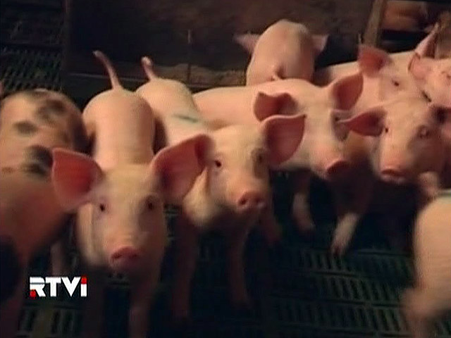 Первый вице-премьер Виктор Зубков заподозрил животноводов в "нерадивости" в деле воспроизводства свиней