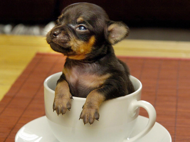В штате Калифорния (США) родился щенок таксы, претендующий на звание самой маленькой собаки в мире