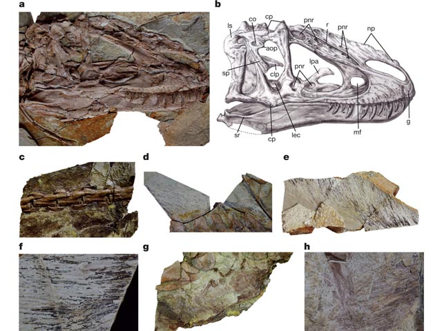 Китайские и канадские палеонтологи нашли останки пернатого тираннозавра длиной около девяти метров и массой около полутора тонн