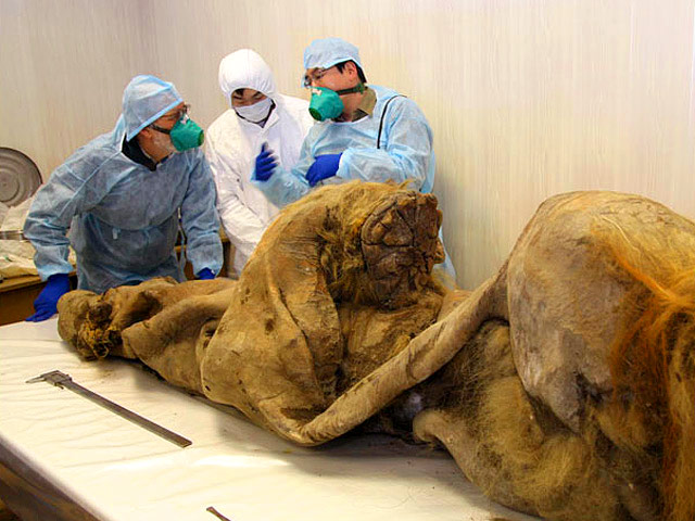 Иностранные ученые показали широкой публике останки мамонтенка, названного Юкой, найденного в 2010 году в Якутии