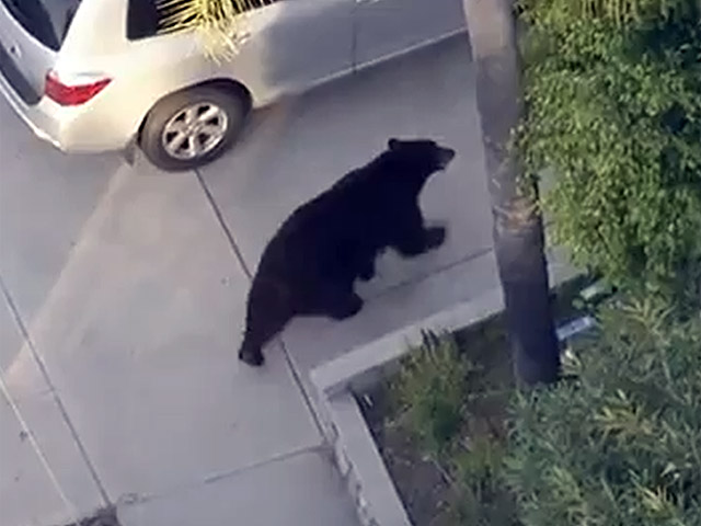 В штате Калифорния мужчина, увлеченный набором sms, не заметил, что навстречу ему идет гулявший по улицам Ла Кресента большой черный медведь