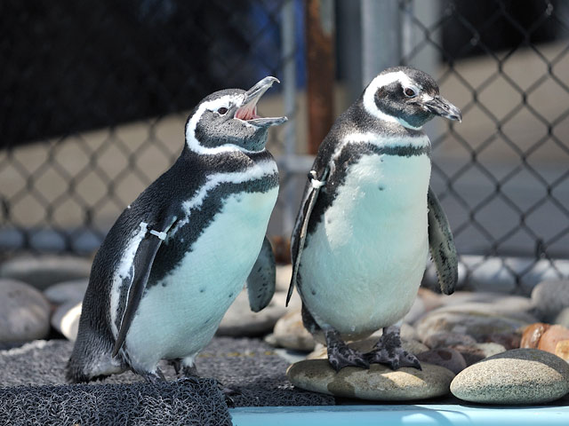 Магеллановые пингвины
