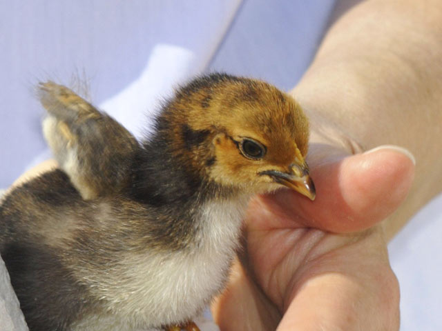 Курица на Шри-Ланке родила живого цыпленка