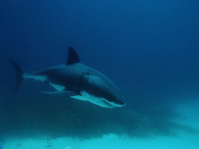 У побережья египетского курортного города Шарм-эш-Шейх замечена акула