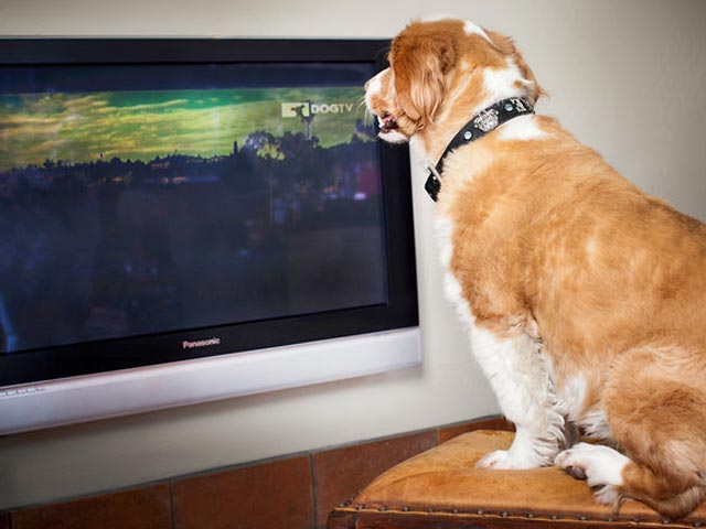 Созданный в США специальный телеканал для собак не оправдывает себя и не облегчает одиночества четвероногих. Как пишет ИТАР-ТАСС со ссылкой на New York Times, к такому выводу пришел ряд экспертов