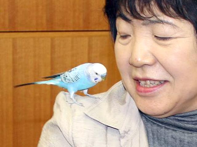 В Японии улетевший из дома попугай сам назвал полицейским свой домашний адрес и телефон, после чего вернулся к хозяйке