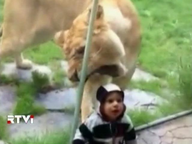 В интернете появилась вирусная видеозапись поездки малыша Джека в Орегонский Зоопарк. На видео львица около минуты пытается ударить его лапой и схватить челюстями через стеклянный барьер, который, к счастью, такой натиск выдерживает