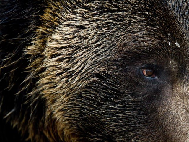 Житель камчатского города подводников Вилючинска погиб от лап и клыков медведей