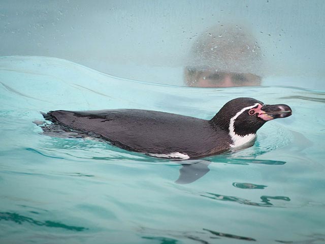 В Японии пингвина-беглеца посадили в "одиночку": чтобы успокоился