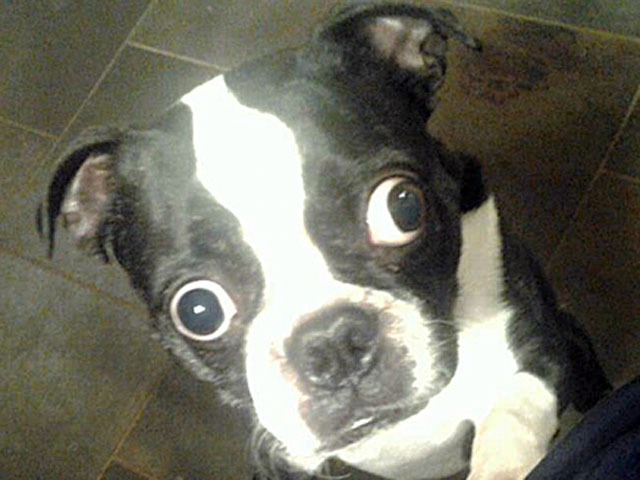 Собака с самыми большими глазами живет в штате Техас (США). Четырехлетний бостон-терьер по кличке Бруски уже попал в Книгу рекордов Гиннеса