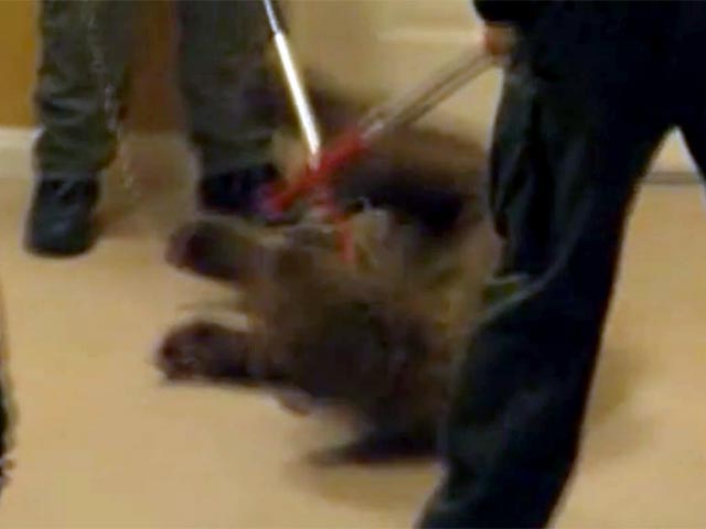 В городе Бейкерфилде (штат Калифорния, США) молодой медведь сорвал выпускной бал в школе