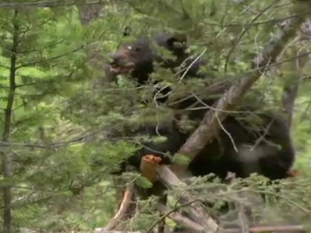 В Канаде усыпили дикого медведя, который съел труп осужденного за убийство мужчины, передает AP