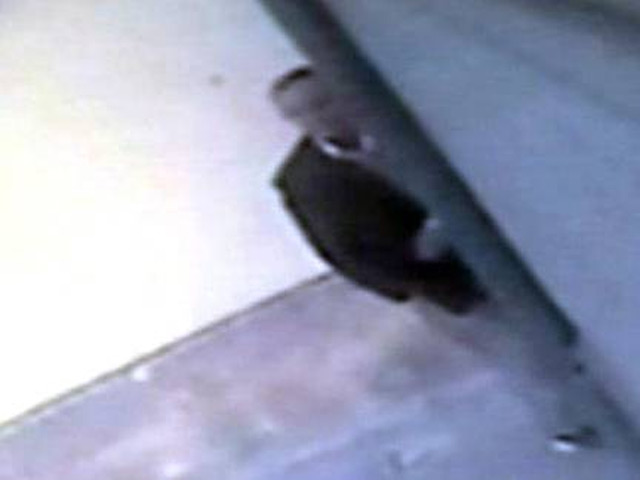 Полиция в среду вечером задержала мужчину, подозреваемого в совершении взрыва у стен лицея в южном итальянском городе Бриндизи, при котором погибла 16-летняя девушка
