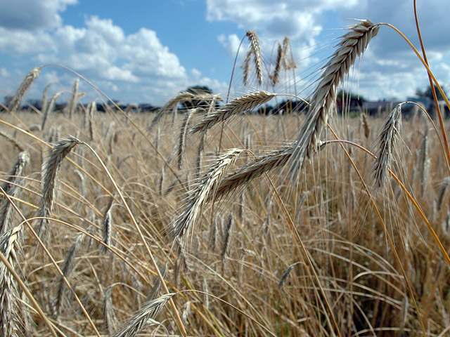Снижение урожая явно не критичное, однако и оно может спровоцировать рост цен на внутреннем рынке, включая и продовольственную пшеницу