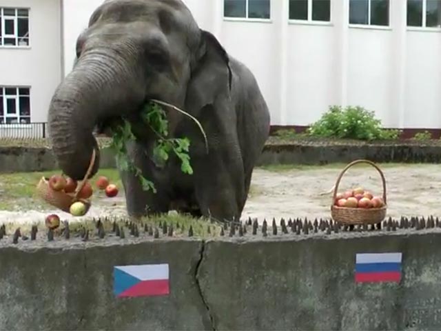 Сурикат и слониха поспорили, победят ли российские футболисты чехов