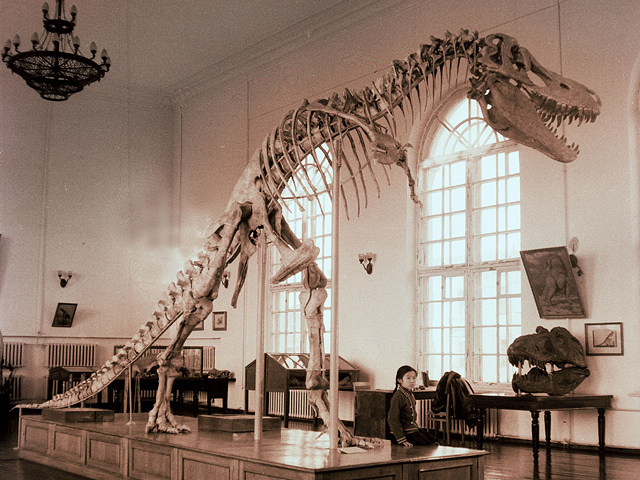 Суд Нью-Йорка постановил вернуть Монголии незаконно вывезенный и проданный с аукциона в США скелет Tyrannosaurus Bataar (Тарбозавра)