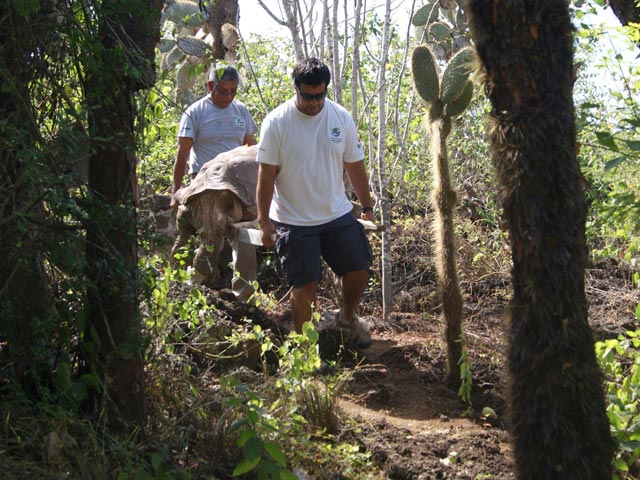 В Галапагосском национальном парке Эквадора ушел из жизни самец гигантской слоновой черепахи по прозвищу Одинокий Джордж - последний представитель своего подвида