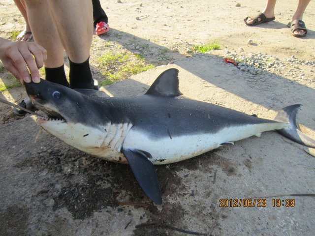 Мертвого детеныша акулы нашли местные жители на побережье в бухте Северная в Хасанском районе Приморья