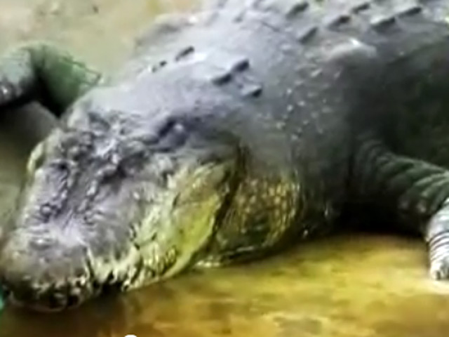 Гигантский крокодил, пойманный в прошлом году на Филиппинах и названный Лулуном, попал в Книгу рекордов Гиннесса