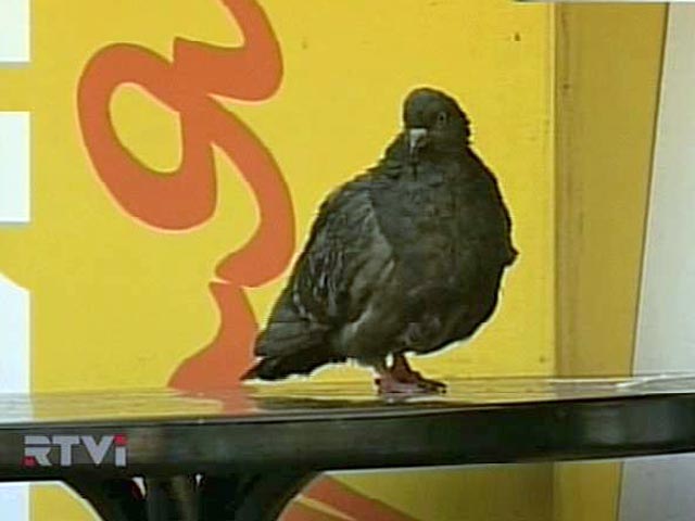 Бизнесмены в Пскове охотились на голубей ради пропитания
