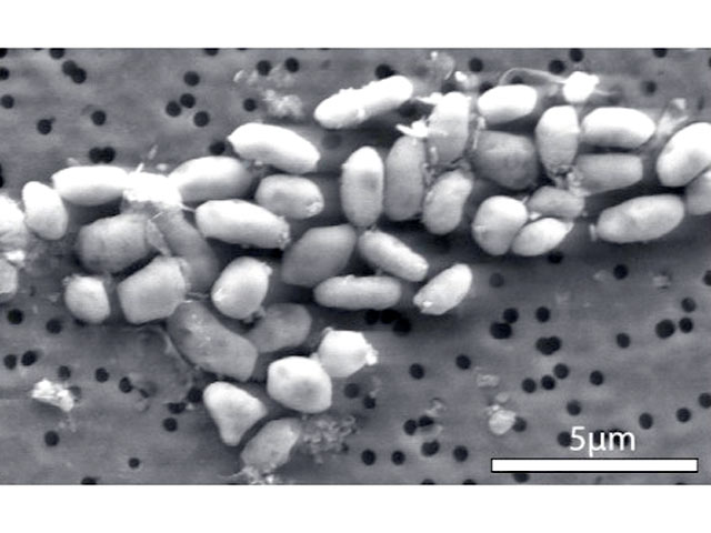 Сразу два научных исследования опровергли предположение, что бактерия, которую обнаружили ученые американского аэрокосмического агентства NASA в озере Моно в Калифорнии, питается ядовитым мышьяком