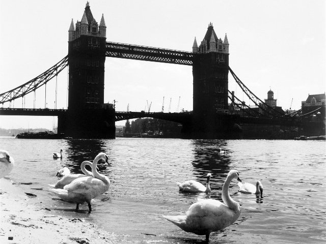 Древняя церемония подсчета лебедей на Темзе оказалась сорванной впервые за более чем восьмивековую историю ее проведения. Причиной стали дожди, которые вот уже на протяжении двух месяцев идут над Англией, почти не прекращаясь