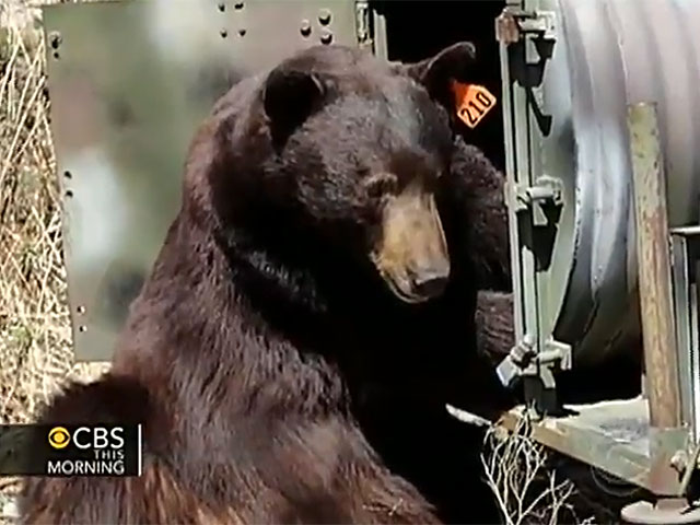 Микроблог спасает калифорнийского медведя от голода и смерти
