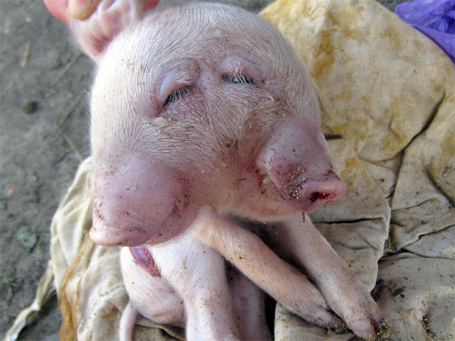 В одном из фермерских хозяйств Брянской области свинья выносила двуглавого поросенка и еще 10 здоровых свинок